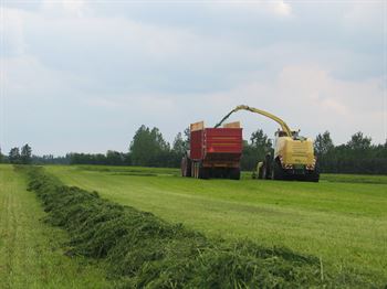 Frøblanding Nr. 41, 10 kg